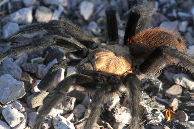Tarantula
