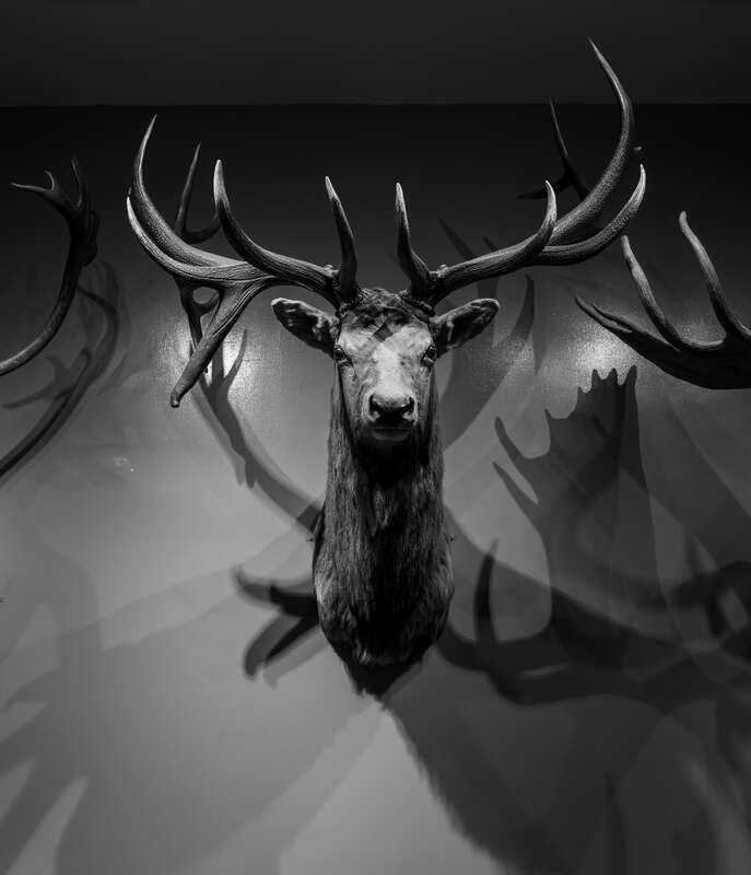 Taxidermied Cervidae head, Museum of Science, Boston, Massachusetts, US (PPL2-Enhanced)