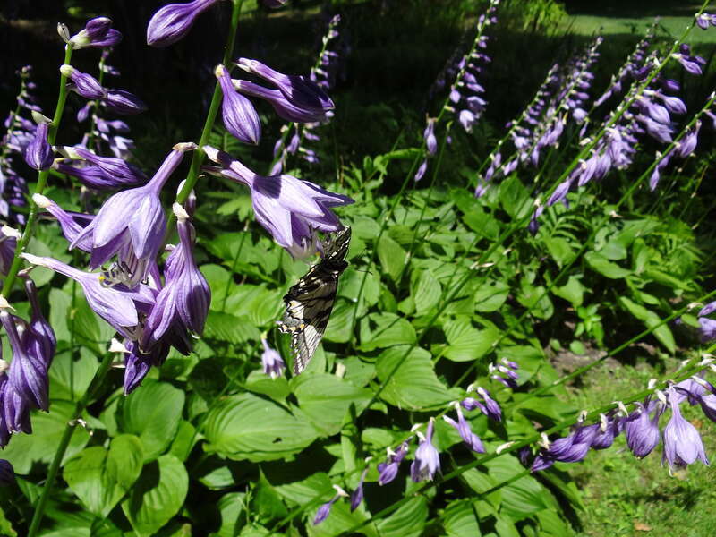 The Mount - Lennox MA