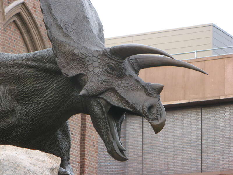 The torosaurus statue in front of the Peabody Museum.