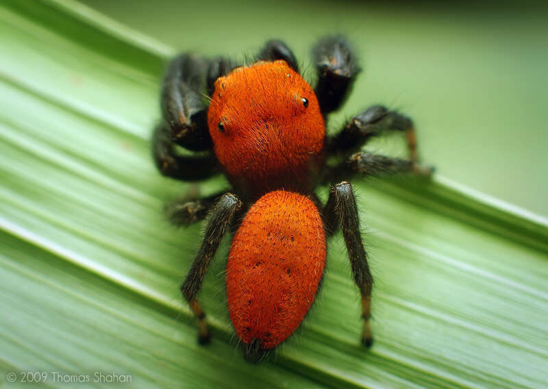 Phidippus apacheanus jumping spider
I debated how to go about photographing this little guy as my usual &quot;portrait&quot; angles would deny his most prominent feature - the beautiful reddish-orange markings atop his cephalothorax and abdomen. I've never