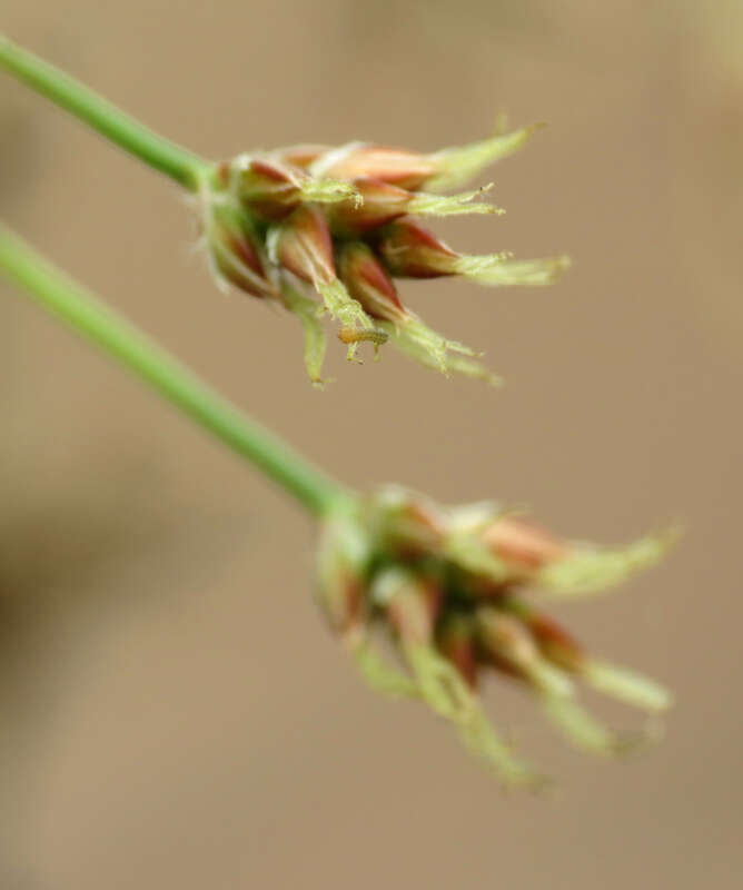 Luzula echinata flowers close-up. Rock Creek Park, Washington, D. C. 19 April 2014.  There's a tiny geometrid caterpillar on the tip of one of the flowers in the upper cluster.  It's incredibly tiny, barely a millimeter.  I saw it only because I was