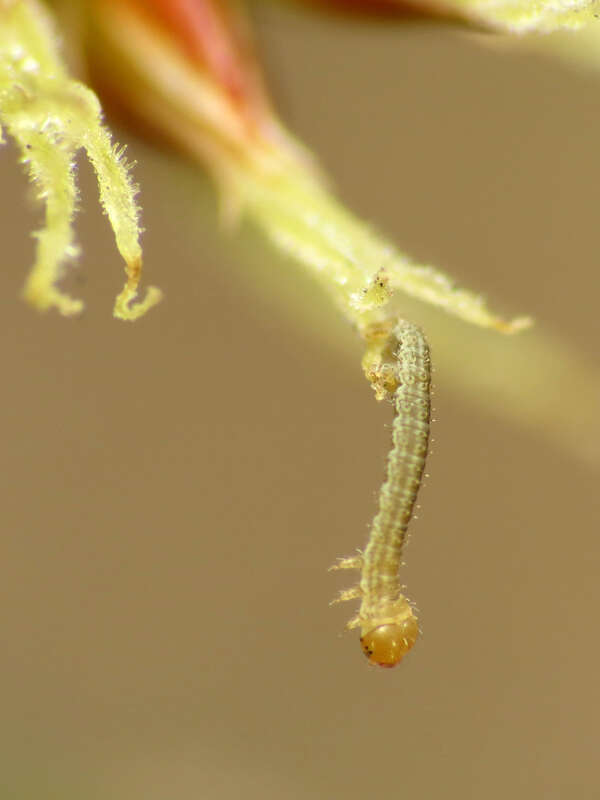 Tiny geometrid caterpillar on Luzula echinata.  Rock Creek Park, Washington, D. C. 19 April 2014. This little guy was barely a millimeter long.  It's definitely taking my point &amp;amp; shoot macro set-up to its limits.