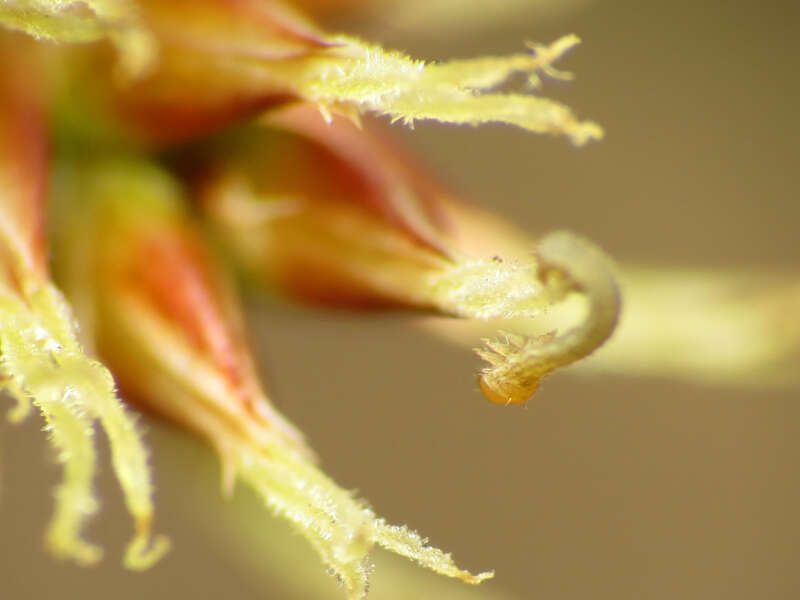 Tiny geometrid caterpillar on Luzula echinata.  Rock Creek Park, Washington, D. C. 19 April 2014. This little guy was barely a millimeter long.  It's definitely taking my point &amp;amp; shoot macro set-up to its limits.