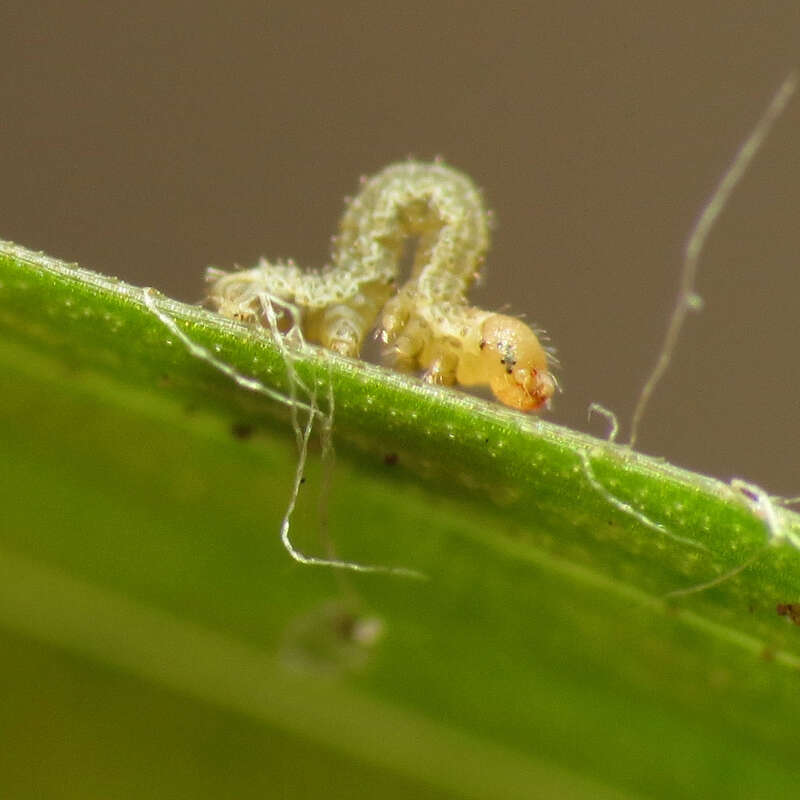 Tiny geometrid caterpillar on Luzula echinata.  Rock Creek Park, Washington, D. C. 19 April 2014. This little guy was barely a millimeter long.  It's definitely taking my point &amp;amp; shoot macro set-up to its limits.