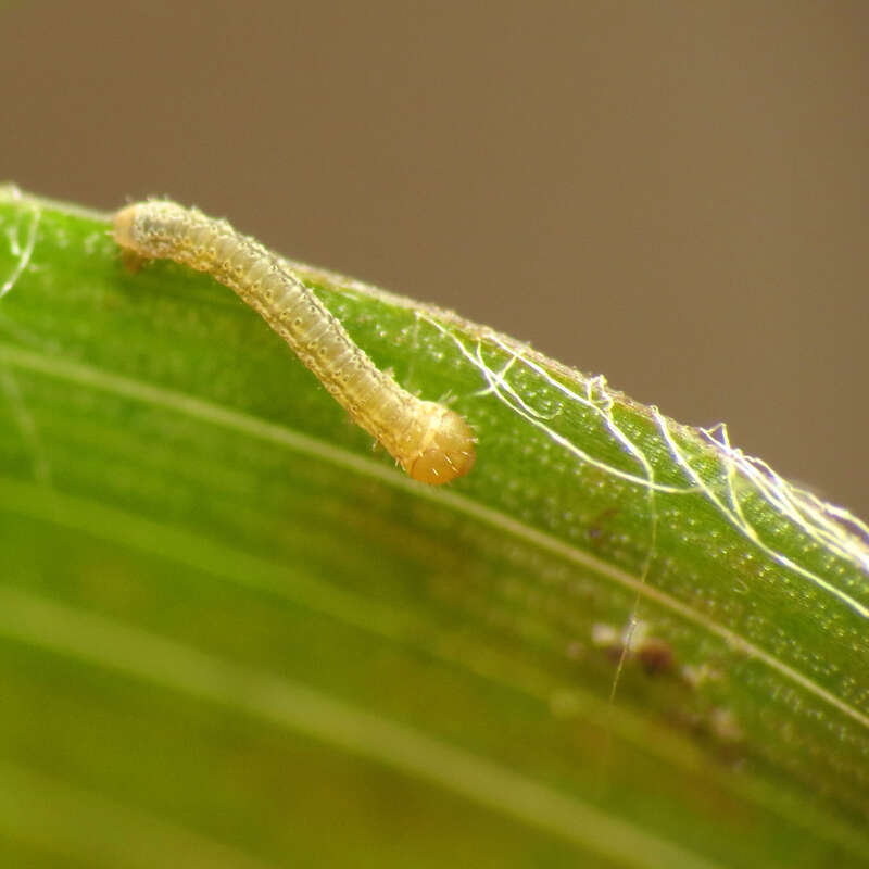 Tiny geometrid caterpillar on Luzula echinata.  Rock Creek Park, Washington, D. C. 19 April 2014. This little guy was barely a millimeter long.  It's definitely taking my point &amp;amp; shoot macro set-up to its limits.