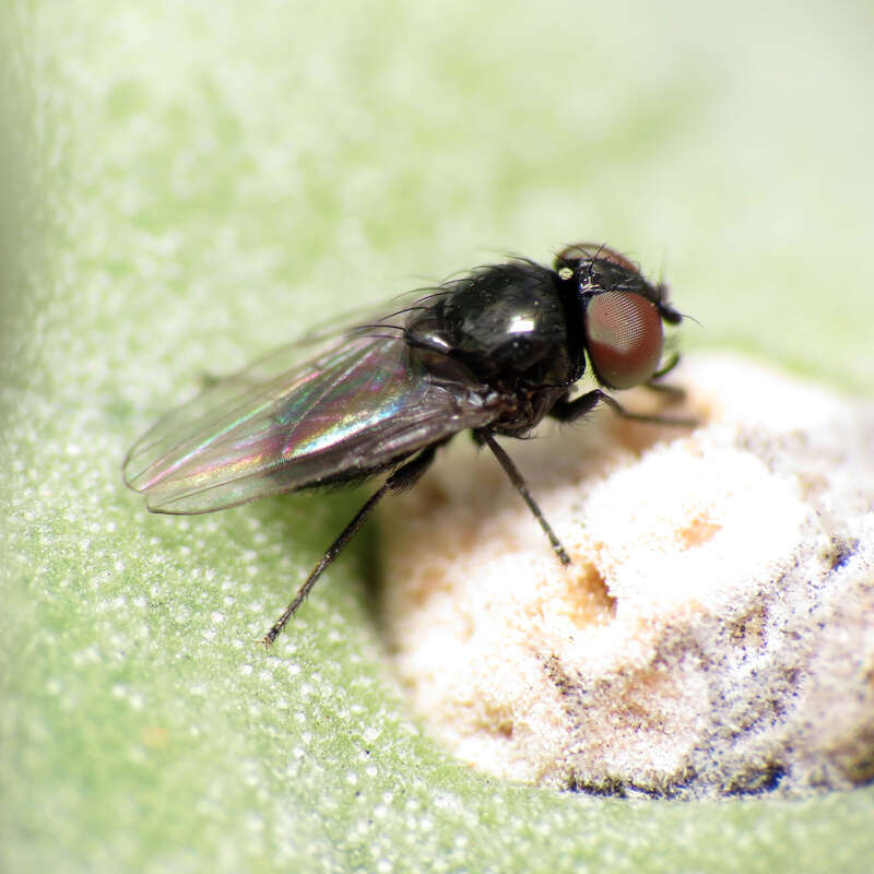 Milichiidae, I think, enjoying cholla nectar.  Biosphere 2 grounds, Oracle, Arizona, USA. 22 February 2014