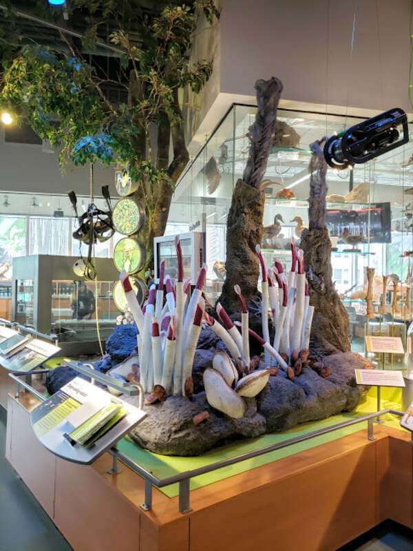 Model of deep sea vent ecosystem at the Nature Research Center, NC Museum of Natural Sciences.