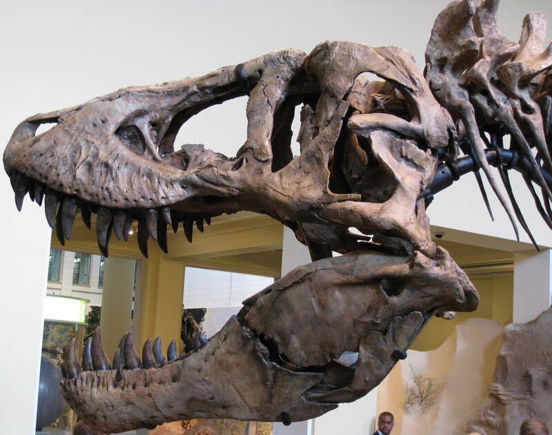 Skull head of T-Rex.
