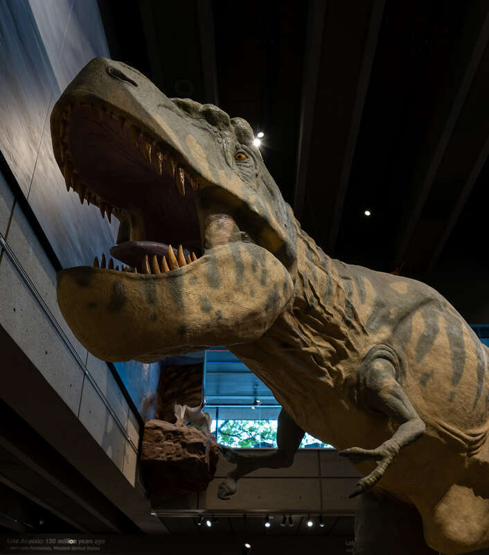 Tyrannosaurus model, Museum of Science, Boston, Massachusetts, US (PPL1-Corrected)