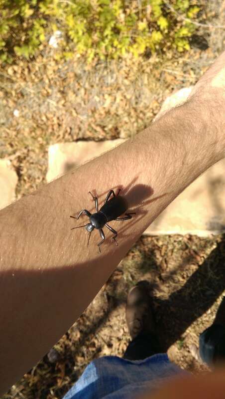 An unidentified beetle found in the trails maintained by the University of Utah's Red Butte Garden.