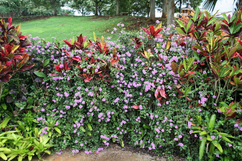 Also called Lantana, Weeping Lantana, Trailing Lavender, Trailing Shrub Verbena, and Purple Trailing Lantana.  Not as well know as its more popular (and more notorious) common lantana (L. camara), the weeping lantana is a low woody shrub growing to