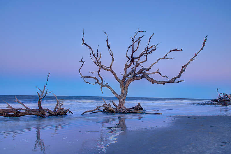 Driftwood Beach - Jekyll Island, GA