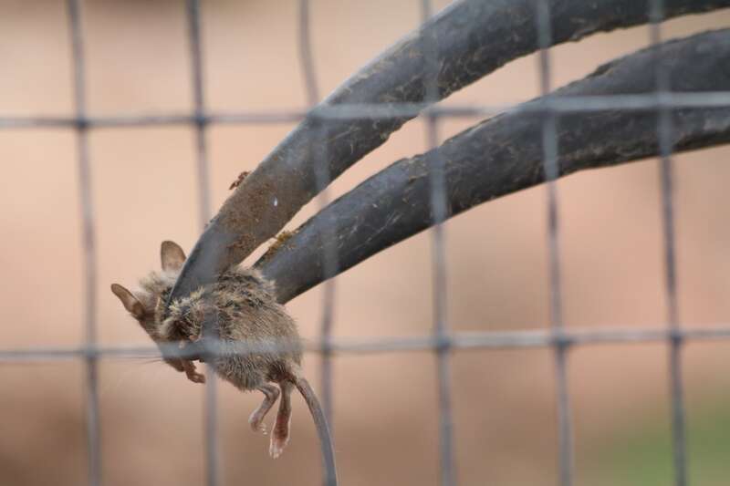 A dead mouse held in the beak of a Bucorvus abyssinicus, an Abyssinian ground hornbill, at ABQ BioPark in Albuquerque, New Mexico.
