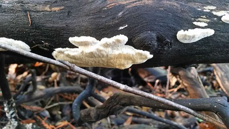 Madrone Antrodia (Antrodia madronae)