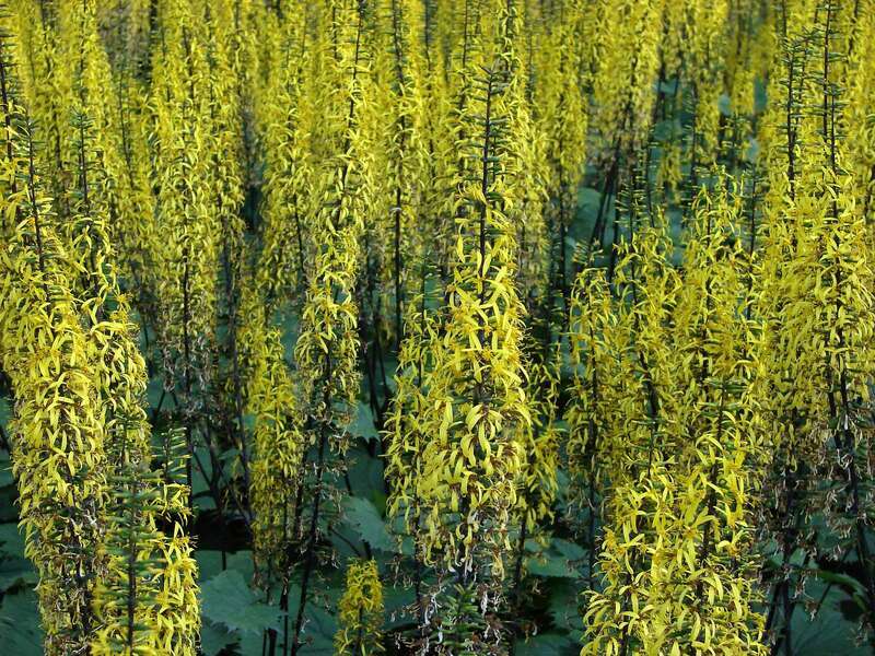 Ligularia stenocephala (Leopard plants)