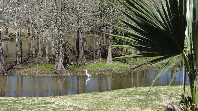 Avery Island et Tabasci, Louisiane, USA