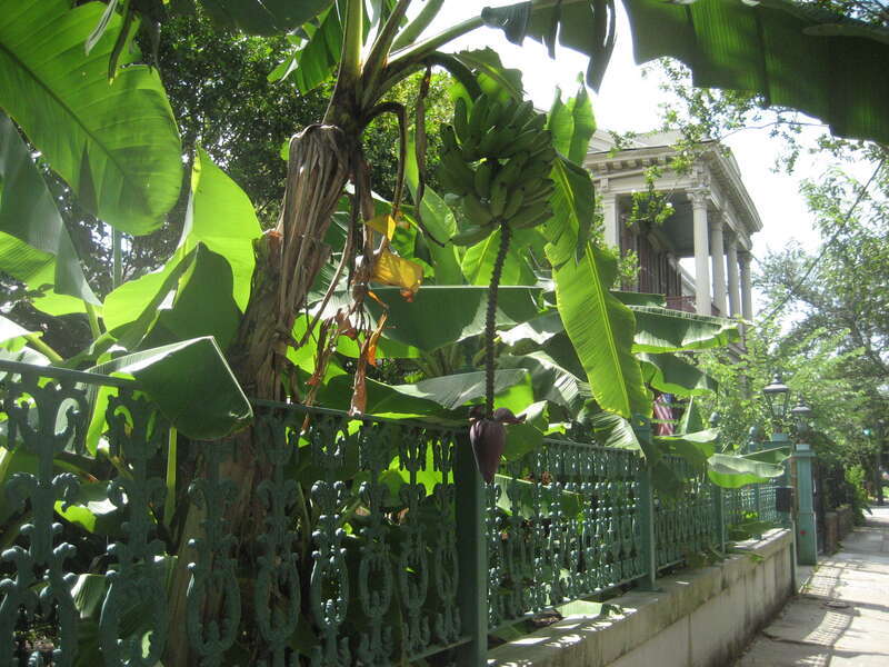 Scene in Lower Garden District of New Orleans. Banana tree over iron fence in foreground, with early 19th century &quot;Greek Revival&quot; style house in background.
