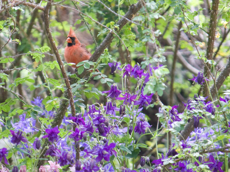 Beautiful red bird.  Looks cruel when watch close, though.