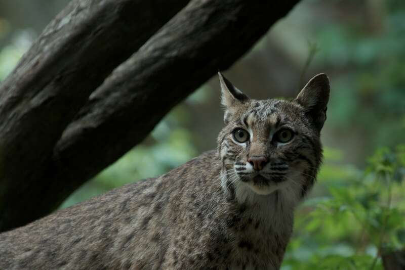 Bobcat