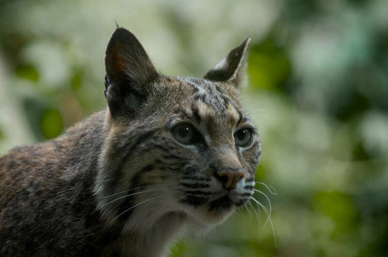 bobcat portrait