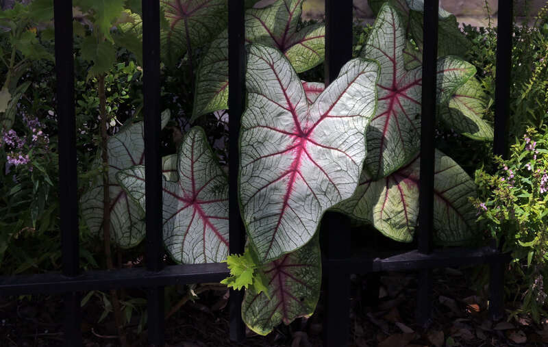 Caladium is a genus of flowering plants in the family Araceae. They are often known by the common name elephant ear, heart of Jesus, and angel wings. There are over 1000 named cultivars of Caladium bicolor from the original South American plant.