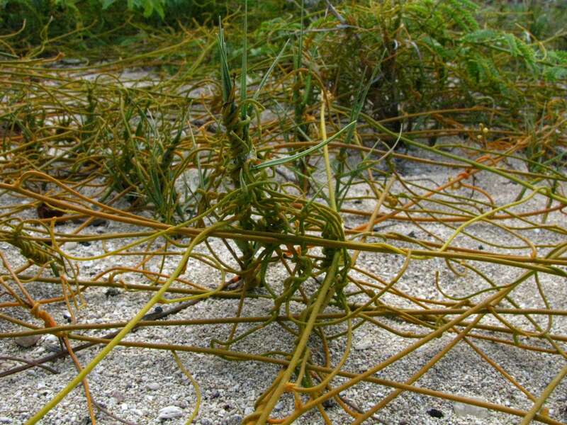 Kaunaʻoa pehu, Love vine or Devil's gut
Lauraceae
Indigenous to the Hawaiian Islands
Barber's Point, Oʻahu
Host is ʻAkiʻaki or Seashore dropseed (Sporobolus virginicus) 

nativeplants.hawaii.edu/plant/view/Sporobolus_virginicus