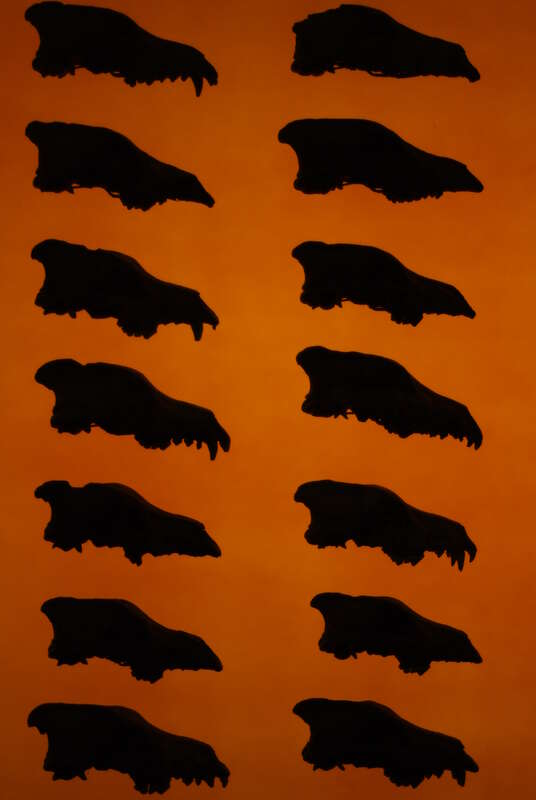Dire Wolf (Canis dirus) skulls at the Page Museum at the La Brea Tar Pits