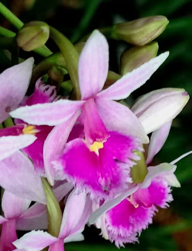 Epidendrum calanthum taken at Olbrich Botanical Gardens, Madison, WI.