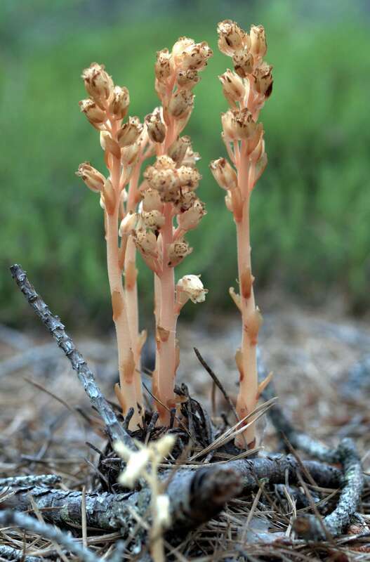 Ghost Plants on the Back Dunes (Wellfleet, MA)