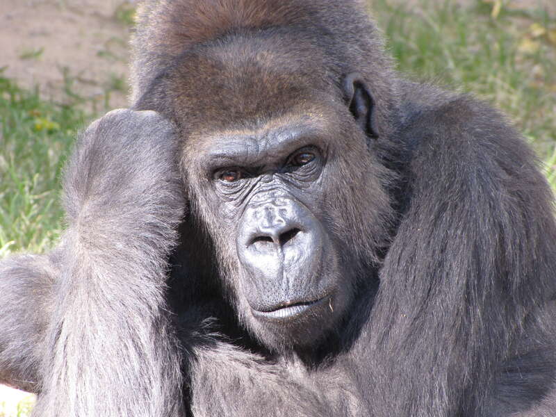 A Gorilla at the Rio Grande Zoo, North America. Octover 27, 2008.