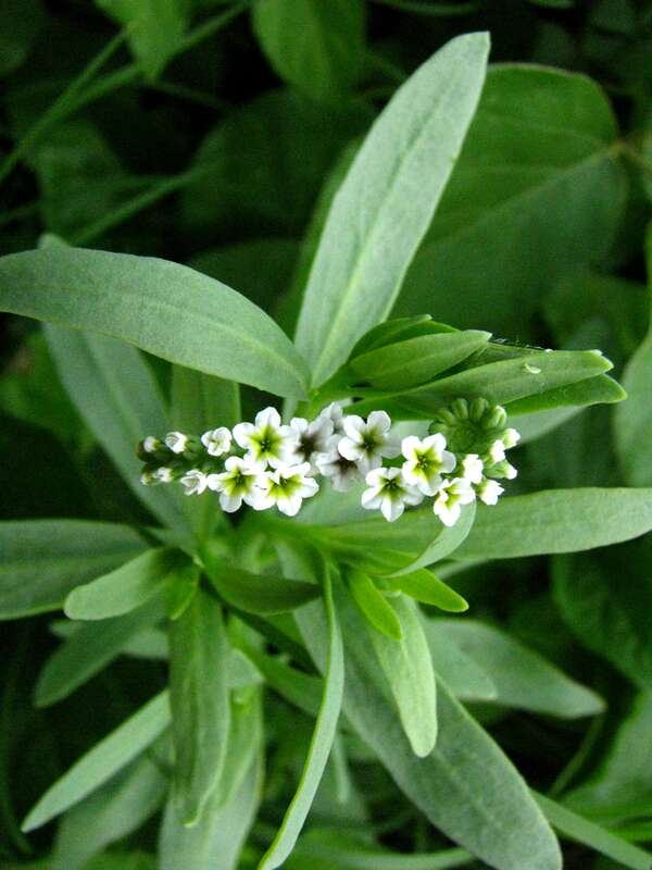 Kīpūkai or Seaside heliotrope
Boraginaceae
Indigenous to the Hawaiian Islands
Kalaeloa, Oʻahu
The plant was dried and tea was brewed as a tonic by the early Hawaiians.

nativeplants.hawaii.edu/plant/view/Heliotropium_curassavicum