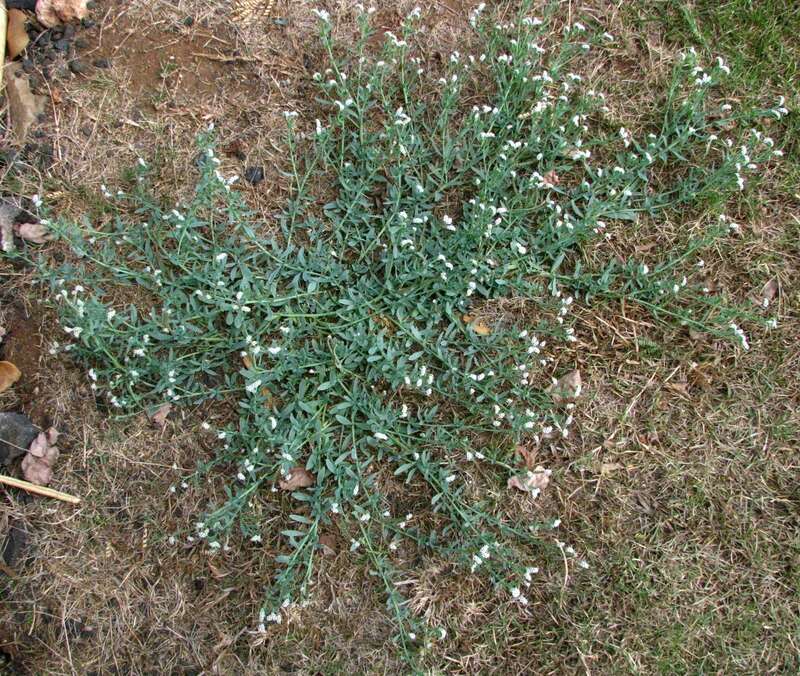 Kīpūkai or Seaside heliotrope
Boraginaceae
Indigenous to the Hawaiian Islands
Kalaeloa, Oʻahu
The plant was dried and tea was brewed as a tonic by the early Hawaiians.

nativeplants.hawaii.edu/plant/view/Heliotropium_curassavicum