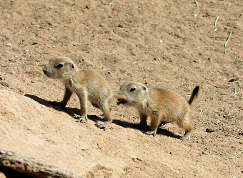Two juvenile Black-tailed Prairie Dogs (Cynomys ludovicianus) at the Rio Grande Zoo in Albquerque, New Mexico, USA.