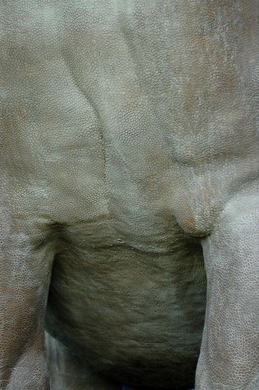 Last Thing You See Before Being Trampled by a Sauropod