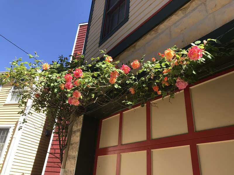 66th Year to put flowers out on May Day