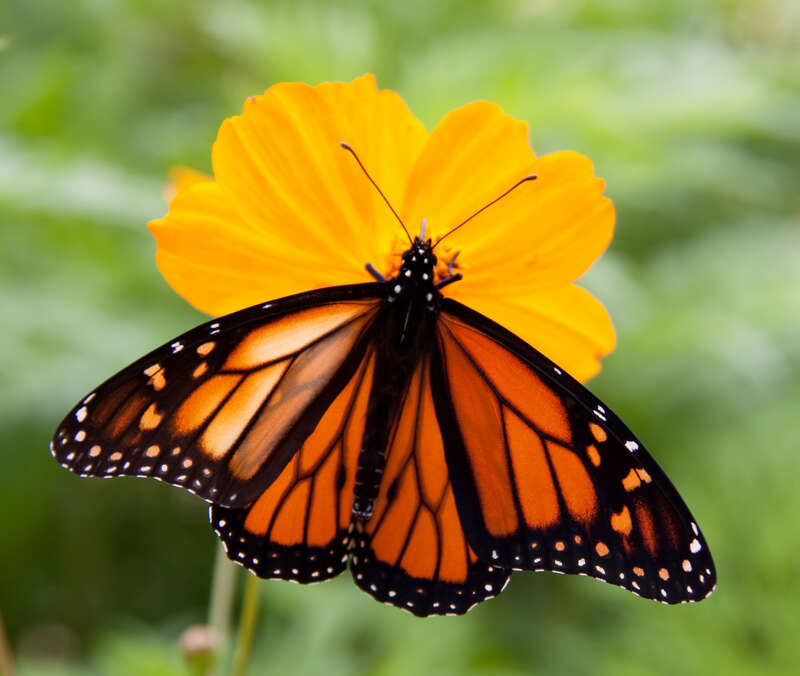 Monarch Butterfly 2