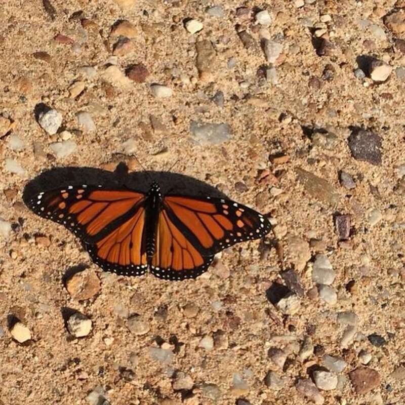 Two monarch butterflies were dancing through the air in Lower Town yesterday evening. Luckily this one slowed down a bit so a photo could be captured. Another species of butterfly looks very similar to the monarch. What is it? What markings help to