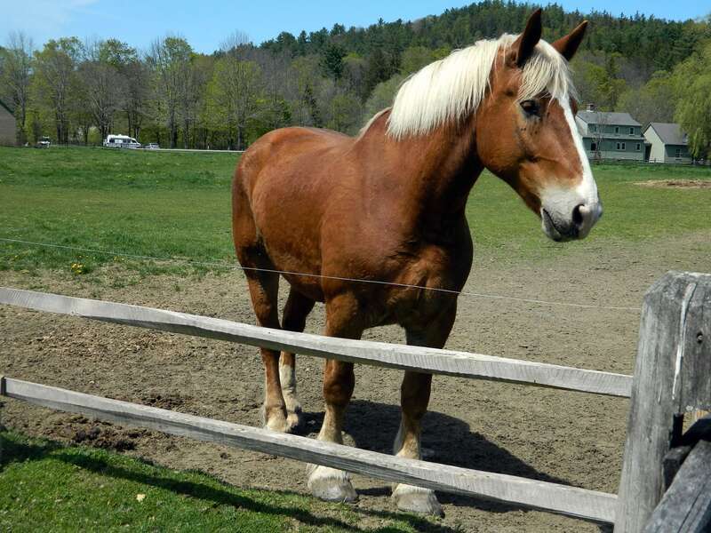 One of the draft horses at Billings Farm.