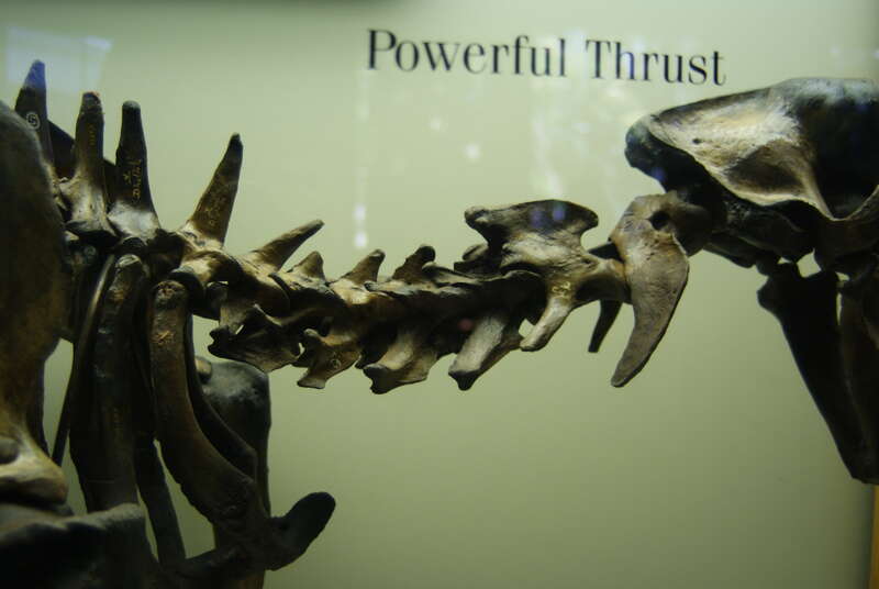 The vertebral column of the saber toothed cat Smildon fatalis from the La Brea Tar Pits of Los Angeles, CA. Notice the large transverse processes of the atlas vertebra.