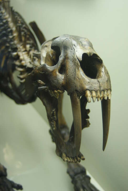 Smilodon at the Page Museum at the La Brea Tar Pits