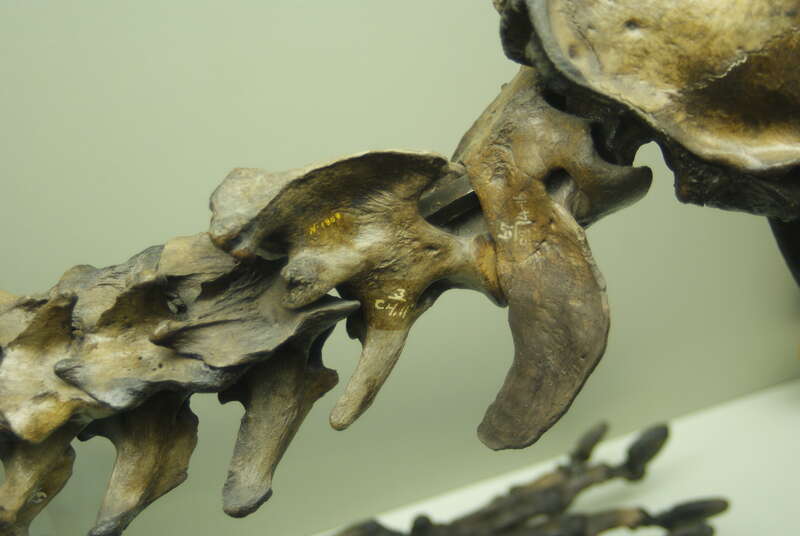 Smilodon at the Page Museum at the La Brea Tar Pits