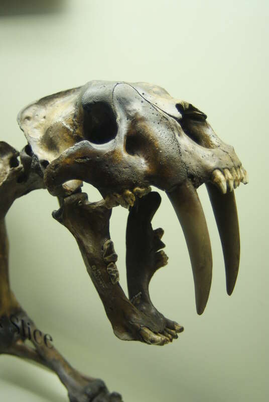 Smilodon at the Page Museum at the La Brea Tar Pits