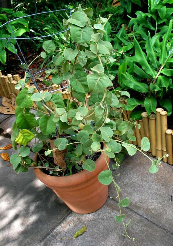 Pōpolo or Nelson's horsenettle
Solanaceae
Endemic to the Hawaiian Islands
Maui (Cultivated at Maui Nui Gardens) as an &quot;upright vine&quot; on a small trellis or tomato basket.

nativeplants.hawaii.edu/plant/view/Solanum_nelsonii