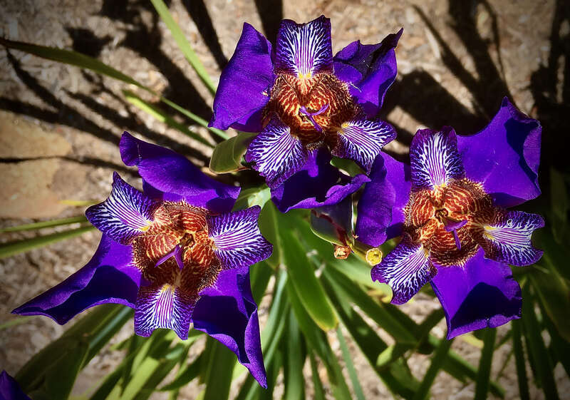 No tag, so no ID on the variety. New one to me. Colors &amp;amp; patterns are astonishing.
Lotusland gardens reopened a couple of weeks ago after a hiatus for the CV-19 lockdown. Gardens are in great shape, the best we can recall seeing them. Too bad