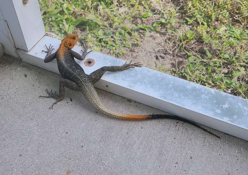 Peters's Rock Agama (Agama picticauda)