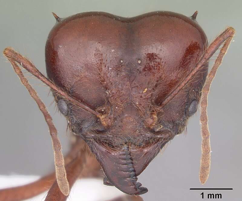 Head view of ant Atta mexicana specimen casent0421379.