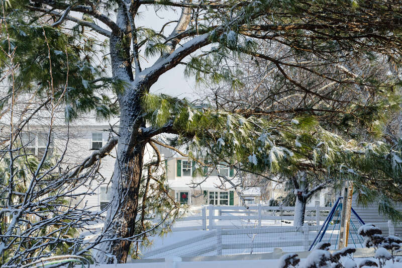 500px provided description: White Pine and Asian Pear (lower left) in the January 2018 North American blizzard [#back yard ,#White Pine ,#Blizzard ,#Snow storm ,#Asian Pear ,#Winter Storm Grayson ,#January 2018 North American blizzard]
