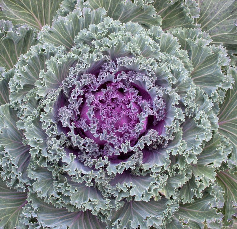 Cabbage