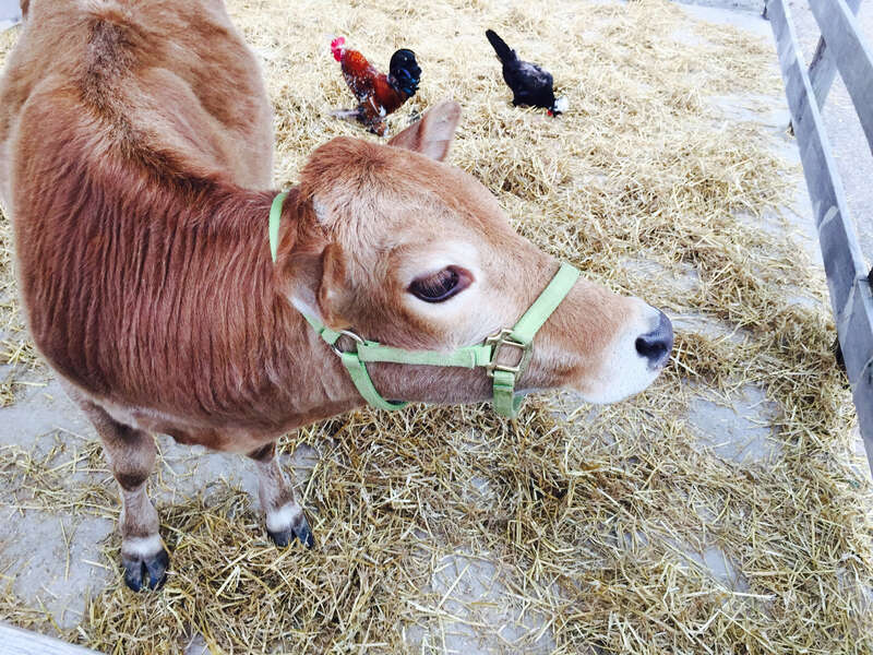 Cow at animal farm in Cedar Point in Sandusky, Ohio.